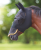 Maska proti hmyzu Shires Pro Stretch + 70% UV