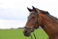 Hackamore uzdečka F.R.A. Caval