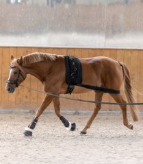 Waldhausen lunging bandage