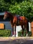 Set EQUESTRIAN STOCKHOLM Line Bordeaux