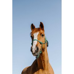 Provazová ohlávka NORTON Glim