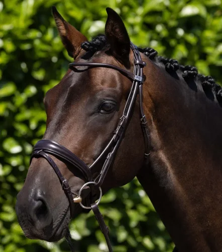 Finetti Rolled Leather Snaffle Bridle