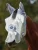 Weatherbeeta ComFiTec Hexi Shield insect mask + 55% UV