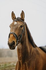 Uzdečka NORTON CLUB STRASS V