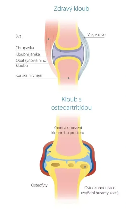 WEJOINT PLUS - Střední plemena 10 - 25kg - Komplexní kloubní výživa