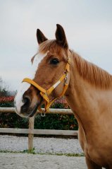 Ohlávka Equitheme Opal