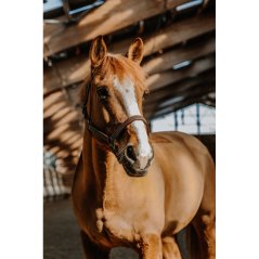 Kožená ohlávka NORTON US