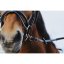 NORTON TRAINING PVC rubber reins