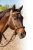 Loping hackamore Professional's Choice Schutz