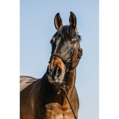 Provazová ohlávka s vodítkem NORTON Deco