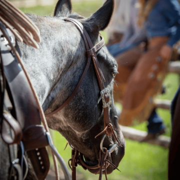 Western-Gebisse und Kandaren