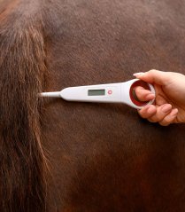 Waldhausen digital horse thermometer