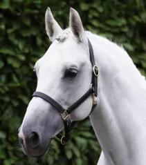 Kožená ohlávka Premier Equine