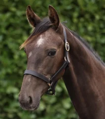 Kožená ohlávka pro hříbě Premier Equine -1 rok