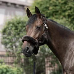 Ohlávka Tremblant s ovčí kůží B Vertigo