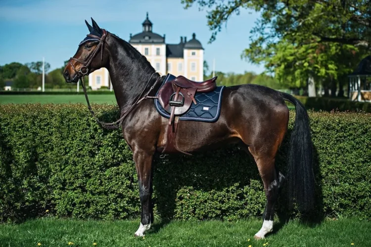 Bridle Equestrian Stockholm Midnight Blue