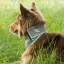 Reflexní šátek pro psa Back on Track