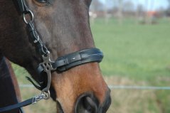 Hackamore uzdečka F.R.A. Aram
