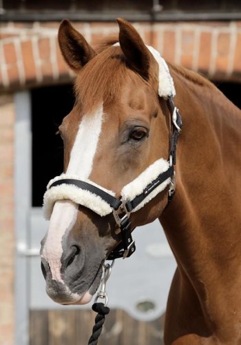 Ohlávka pro koně Premier Equine Collar