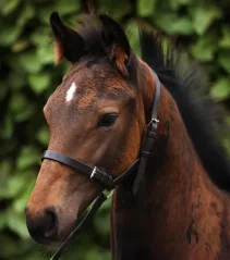 Kožená ohlávka pro hříbě Premier Equine 3/4"