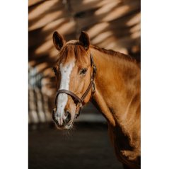 Kožená ohlávka NORTON US