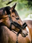 Equestrian Stockholm & PS of SWEDEN