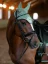 Čabraka na uši Equestrian Stockholm Modern Mint Green