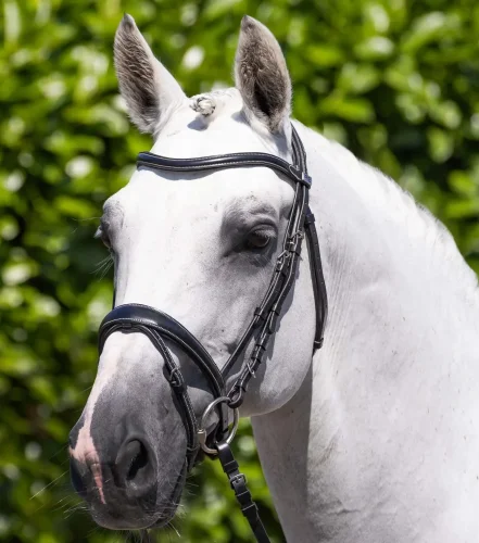 Cassano Snaffle Bridle