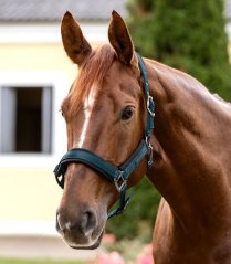 Waldhausen Soft Touch Halfter