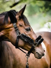 Ohlávka s vodítkem Equestrian Stockholm Total Eclipse
