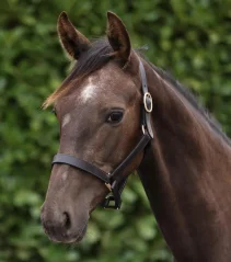 Kožená ohlávka pro hříbě Premier Equine - 1"