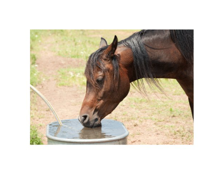 VETIDRAL SOLUTION - kompenzace úbytku elektrolytu 1l - EXP. 6/2026