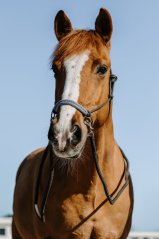 Jezdecká ohlávka s otěžemi NORTON Fancy