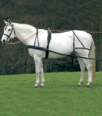 Harness Economic, VB and WB