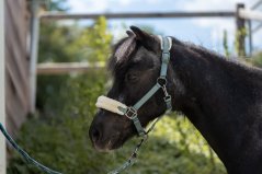 Halter with lamb for Shetty HKM -Mia-