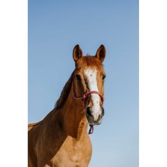 Provazová ohlávka NORTON Zary