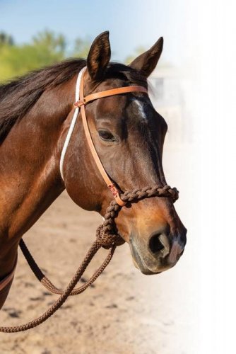 Loping hackamore Professional's Choice Schutz