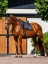 Set EQUESTRIAN STOCKHOLM Line Black