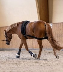 Waldhausen lunging bandage