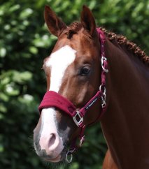 Premier Equine Fleece Padded Head Collar with Lead Rope – Burgundy – Pony