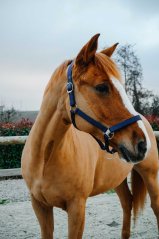 Ohlávka Equitheme Opal