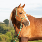 Stajňové ohlávky a vodítka