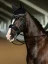Set EQUESTRIAN STOCKHOLM Line Black