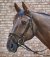 Bridles, bits and accessories