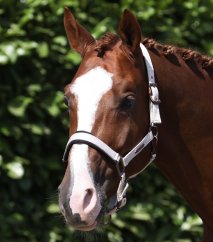 Premier Equine Fusco Head Collar with Lead Rope – Taupe – Pony
