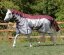 Letní nepromokavá deka pro koně Premier Equine Buster