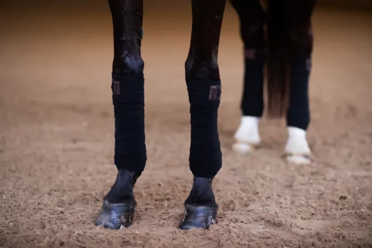 Equestrian Stockholm Mahogany Glimmer bandages