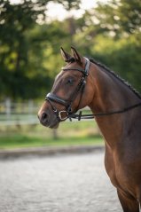 HKM Ira bridle