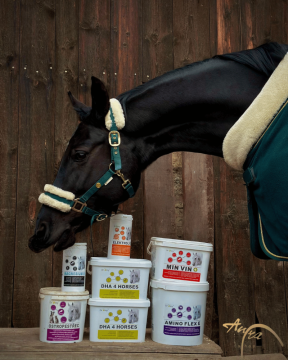 Podzimní péče o koně: jak posílit imunitu a zdravé trávení