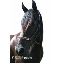 Rope halter F.R.A. Pablo